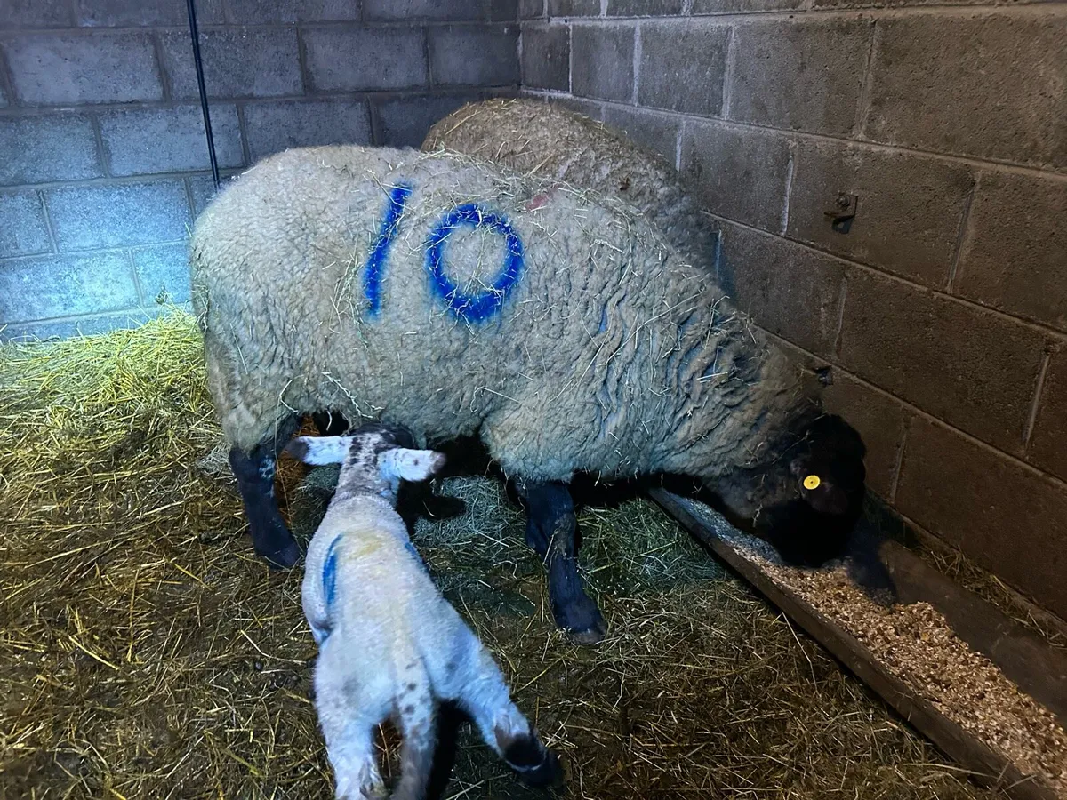 Ewes and lambs - Image 3