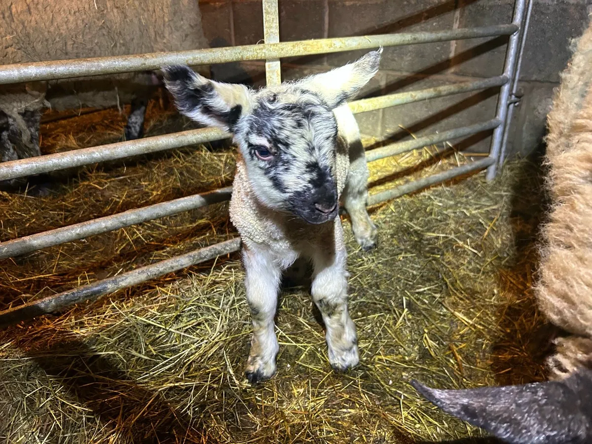 Ewes and lambs - Image 1