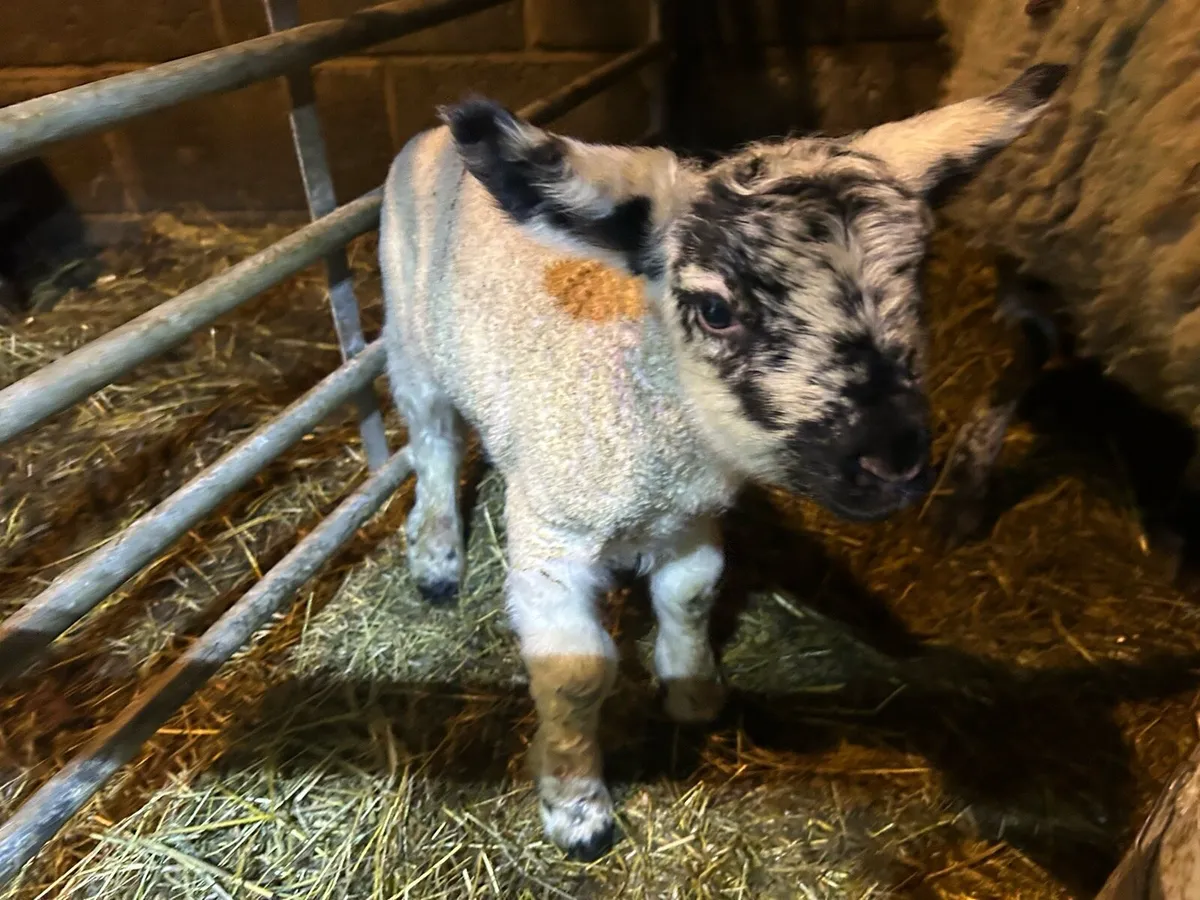 Ewes and lambs - Image 4