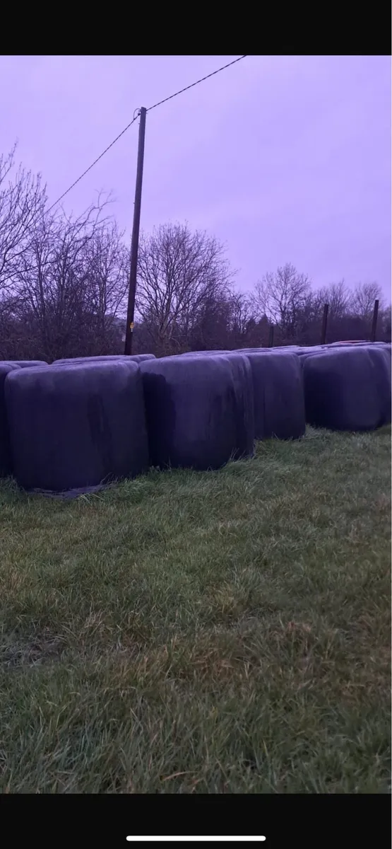 Silage bales - Image 2