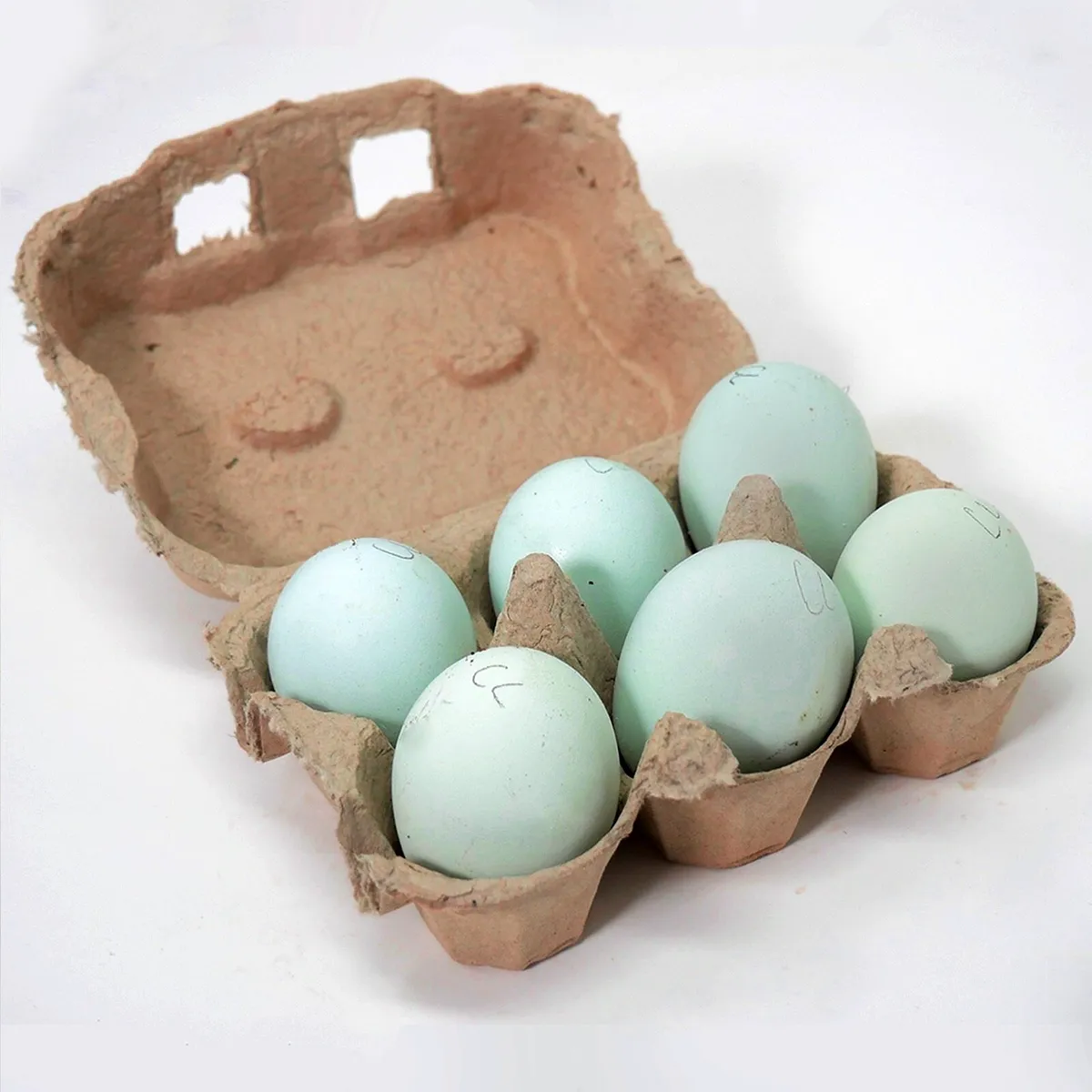 CHICK INCUBATOR PACKS - Image 3