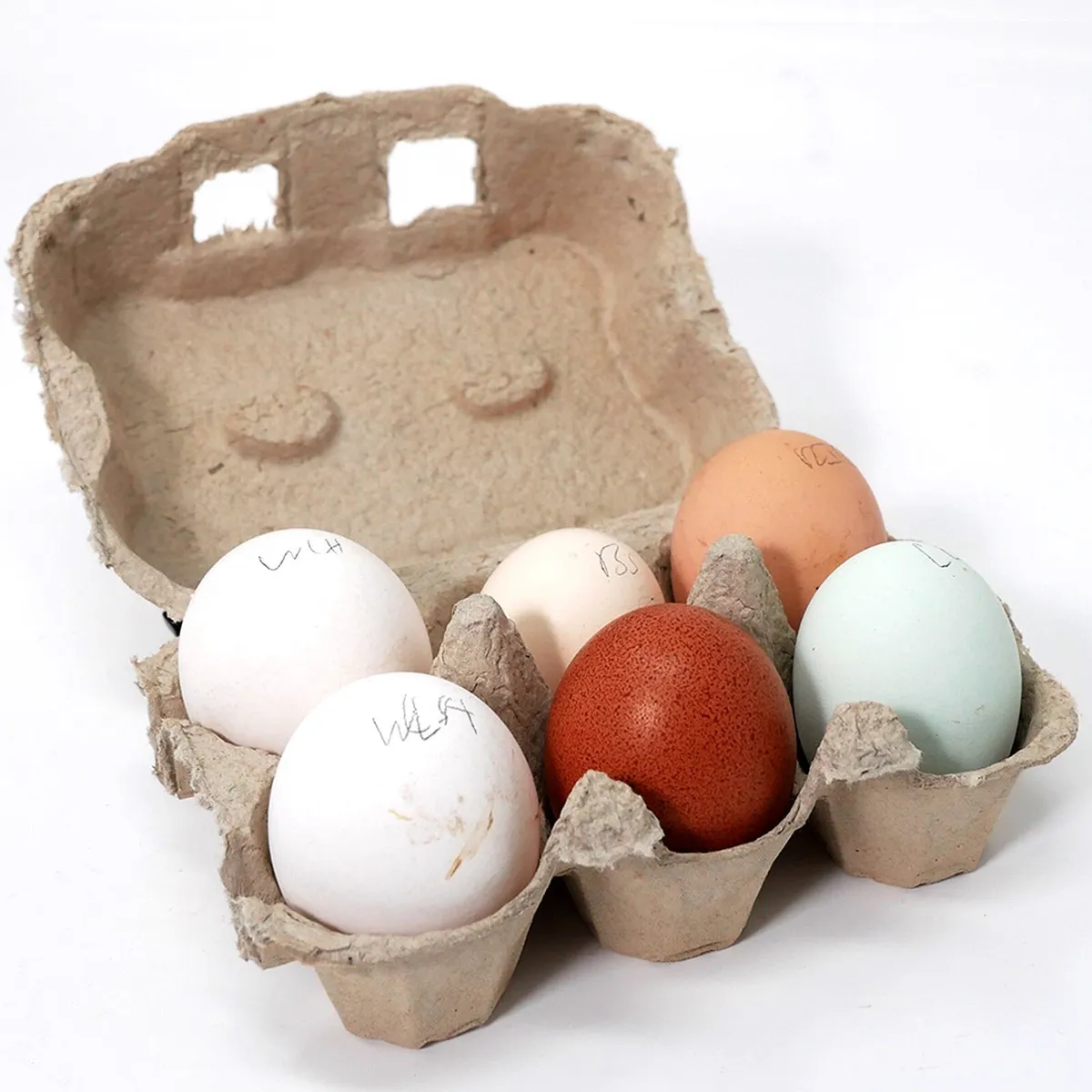 CHICK INCUBATOR PACKS - Image 4