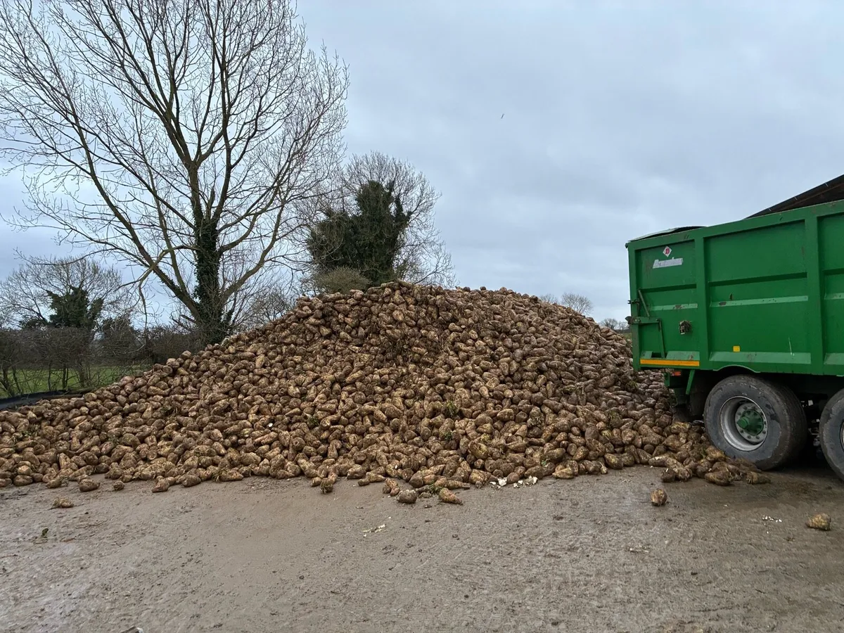 Beet & 76DMD Pit Silage - Image 1