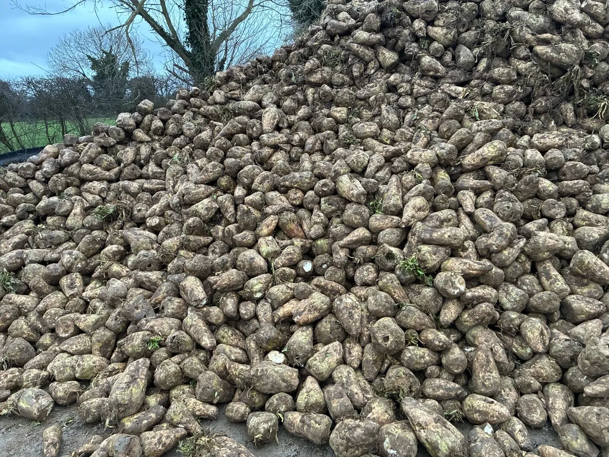 Beet & 76DMD Pit Silage - Image 2