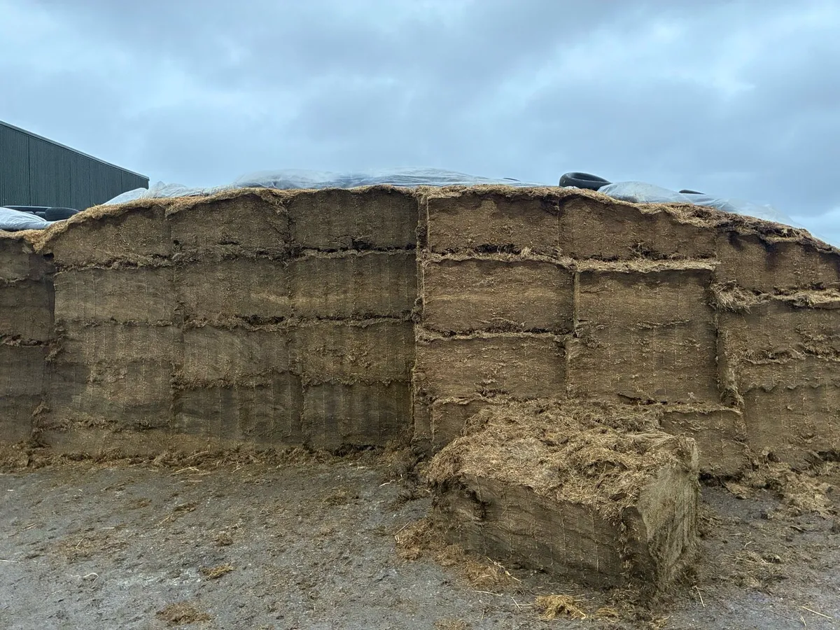 Beet & 76DMD Pit Silage - Image 3