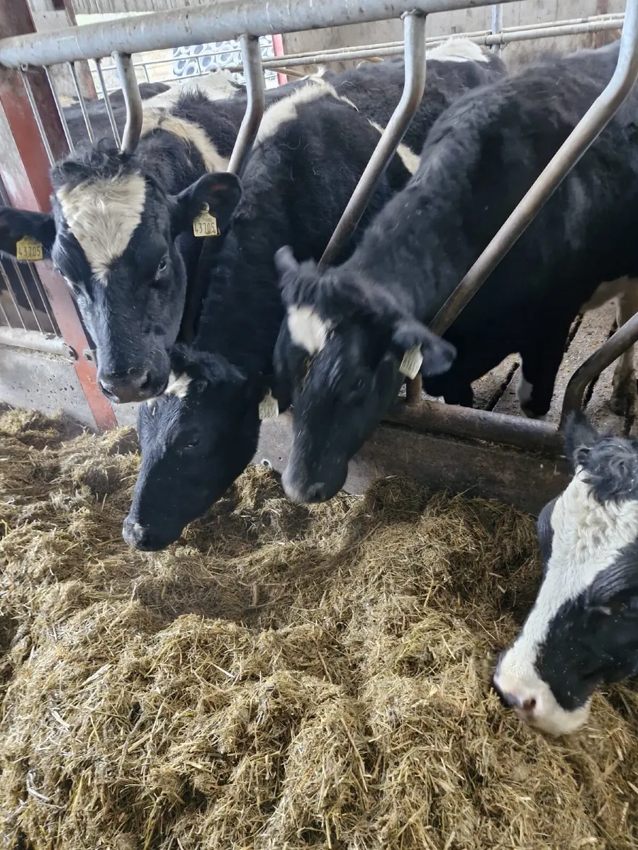 43 in calf Friesen cows & 15 In calf  heifers - Image 1