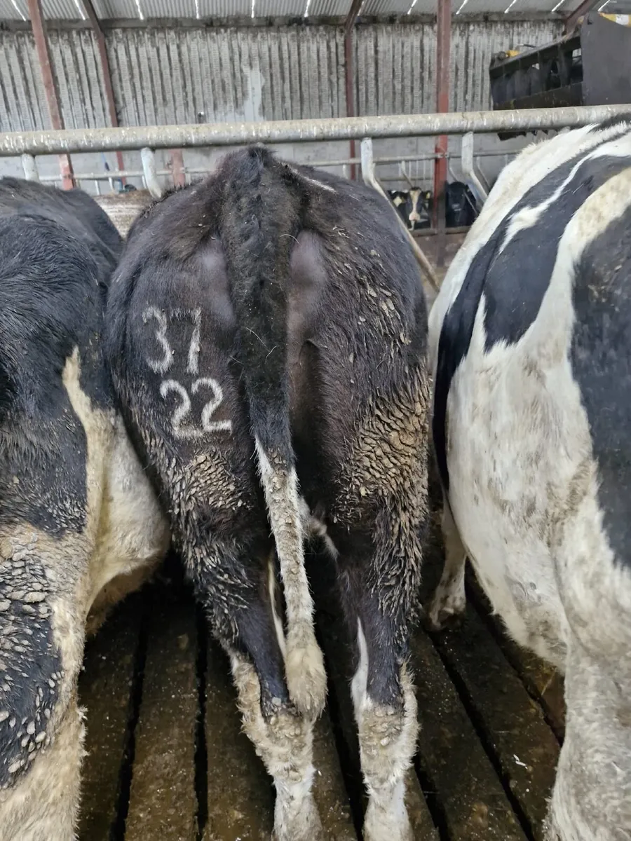 43 in calf Friesen cows & 15 In calf  heifers - Image 2