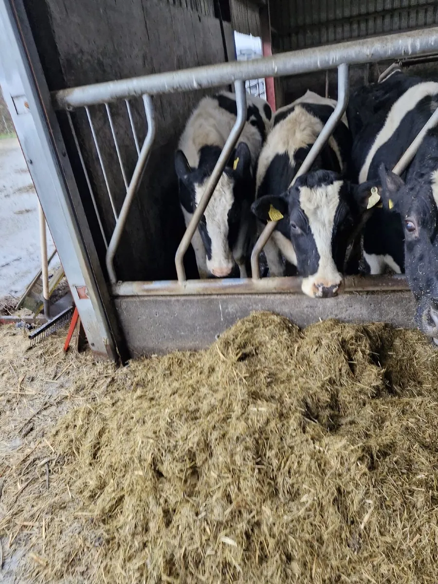 43 in calf Friesen cows & 15 In calf  heifers - Image 3