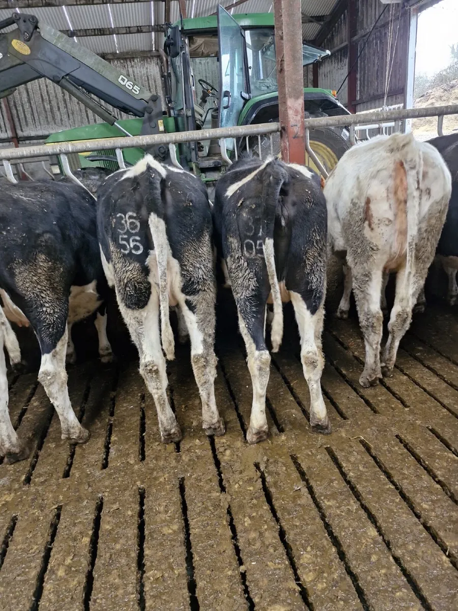 43 in calf Friesen cows & 15 In calf  heifers - Image 4