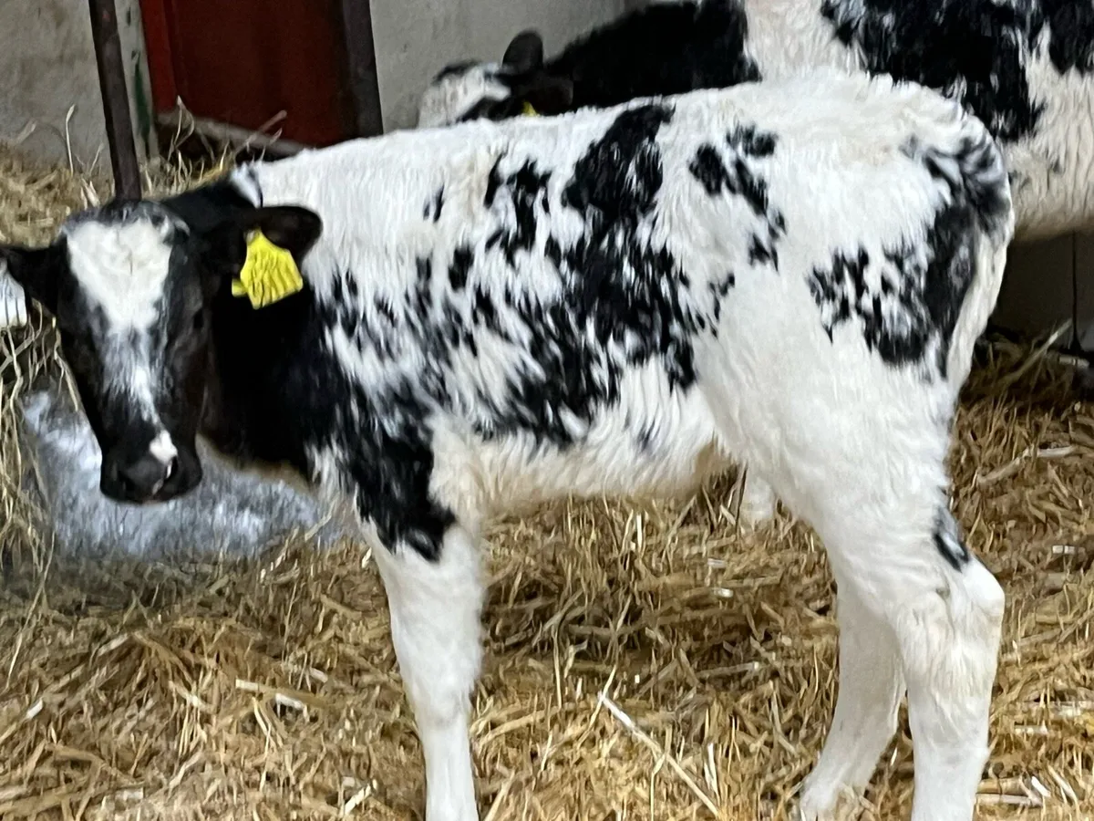 Smashing BB Heifer Calves - Image 2