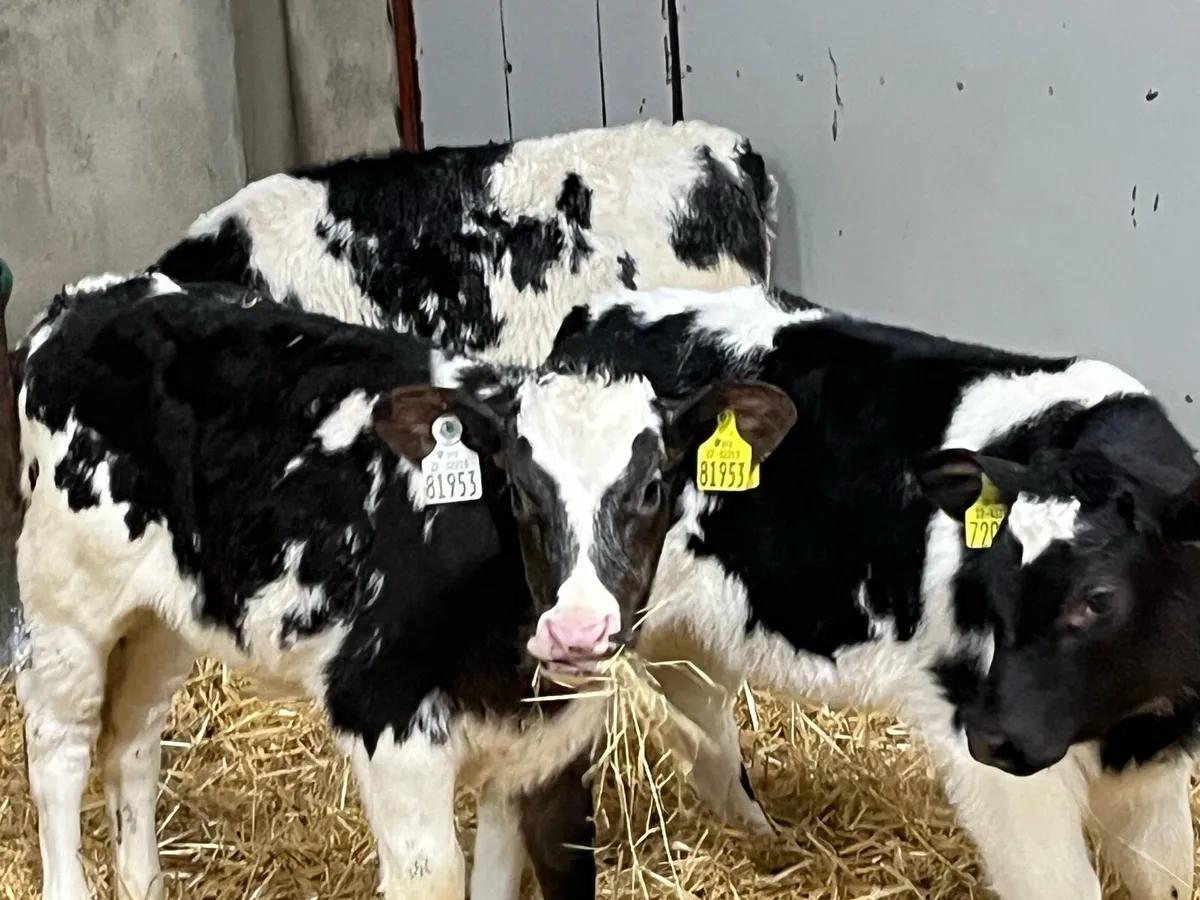 Smashing BB Heifer Calves - Image 4