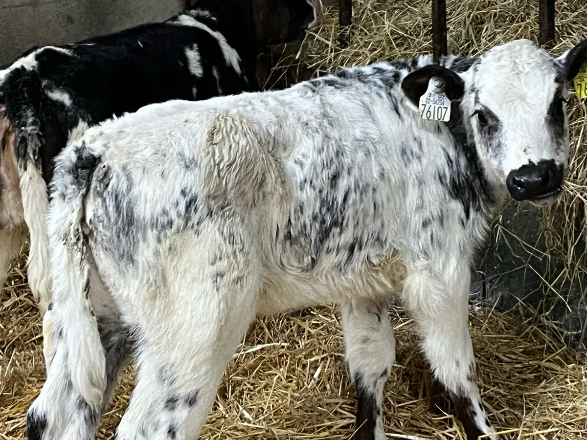 Smashing BB Heifer Calves - Image 3