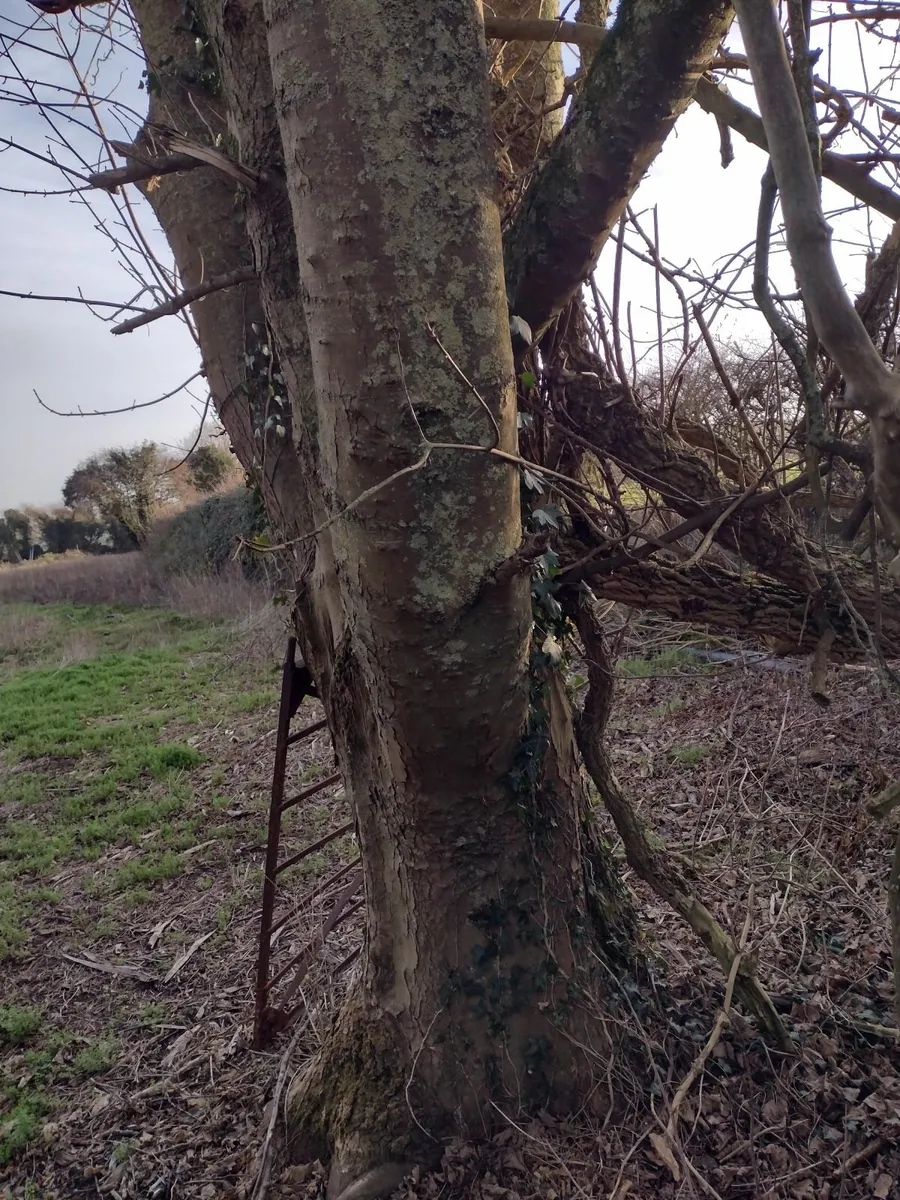 Approximately 25+ trees for sale for firewood - Image 2