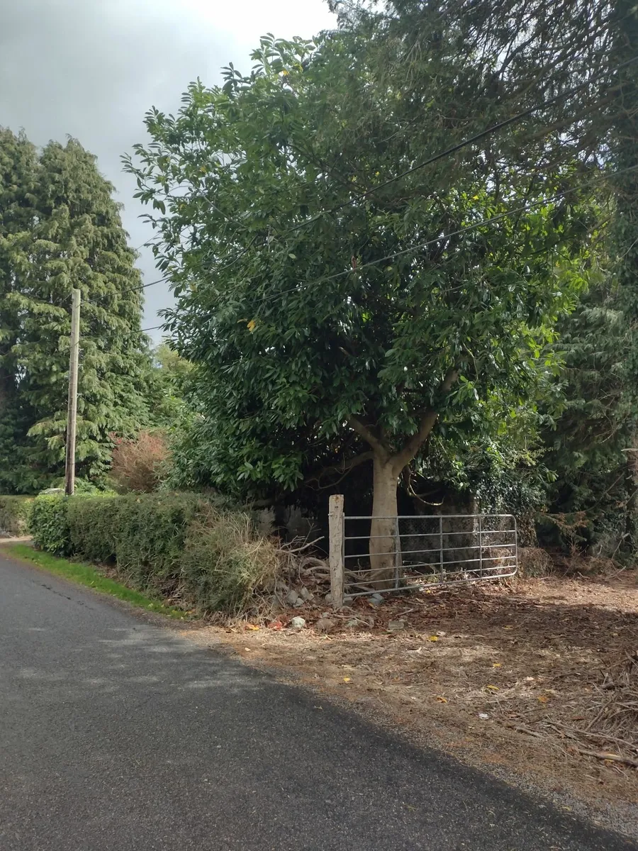 Approximately 25+ trees for sale for firewood - Image 4