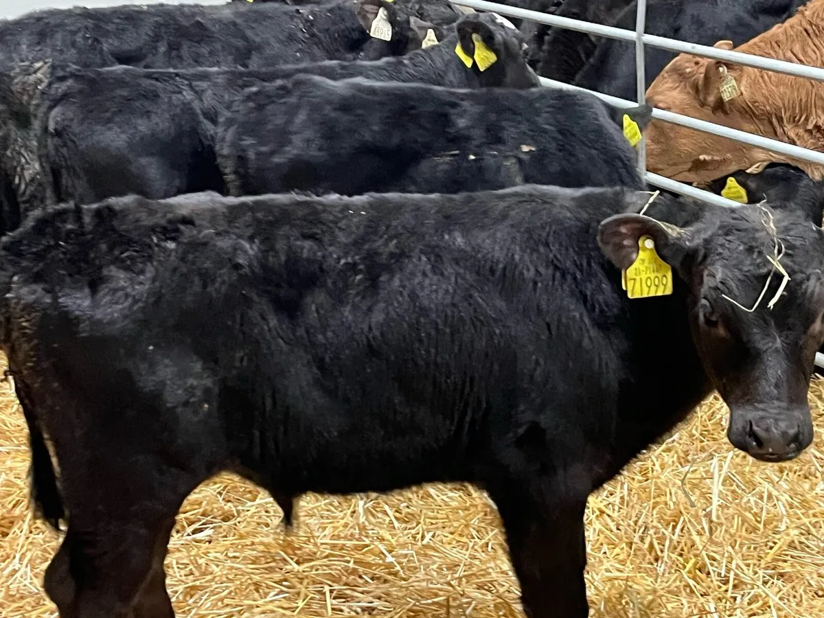 10 Real Proper AA Bull Calves - Image 1