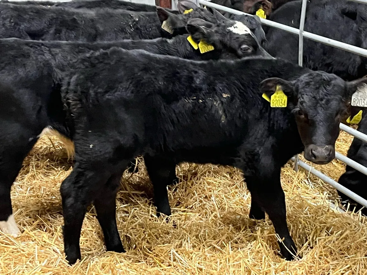 10 Real Proper AA Bull Calves - Image 2