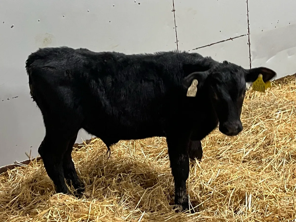 10 Real Proper AA Bull Calves - Image 3
