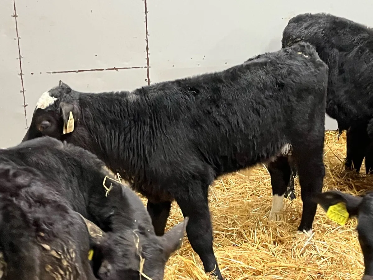 10 Real Proper AA Bull Calves - Image 4