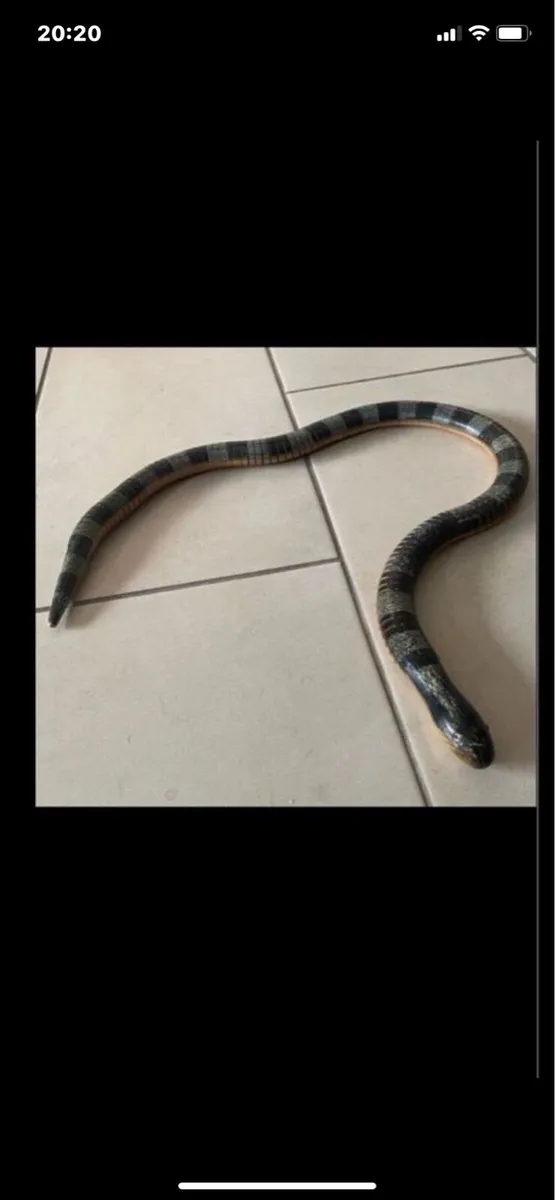 Hand Carved Movement Snake Sculpture - Image 1