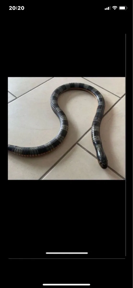 Hand Carved Movement Snake Sculpture - Image 2