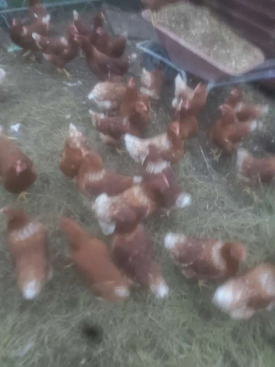 40 brown hens 8-12 months old