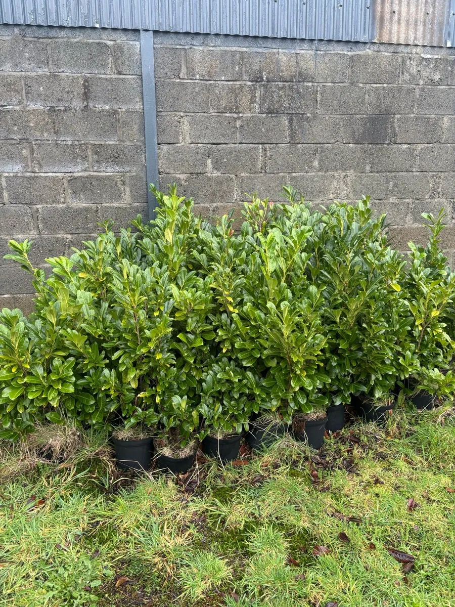Potted Laurel Hedging - Image 1