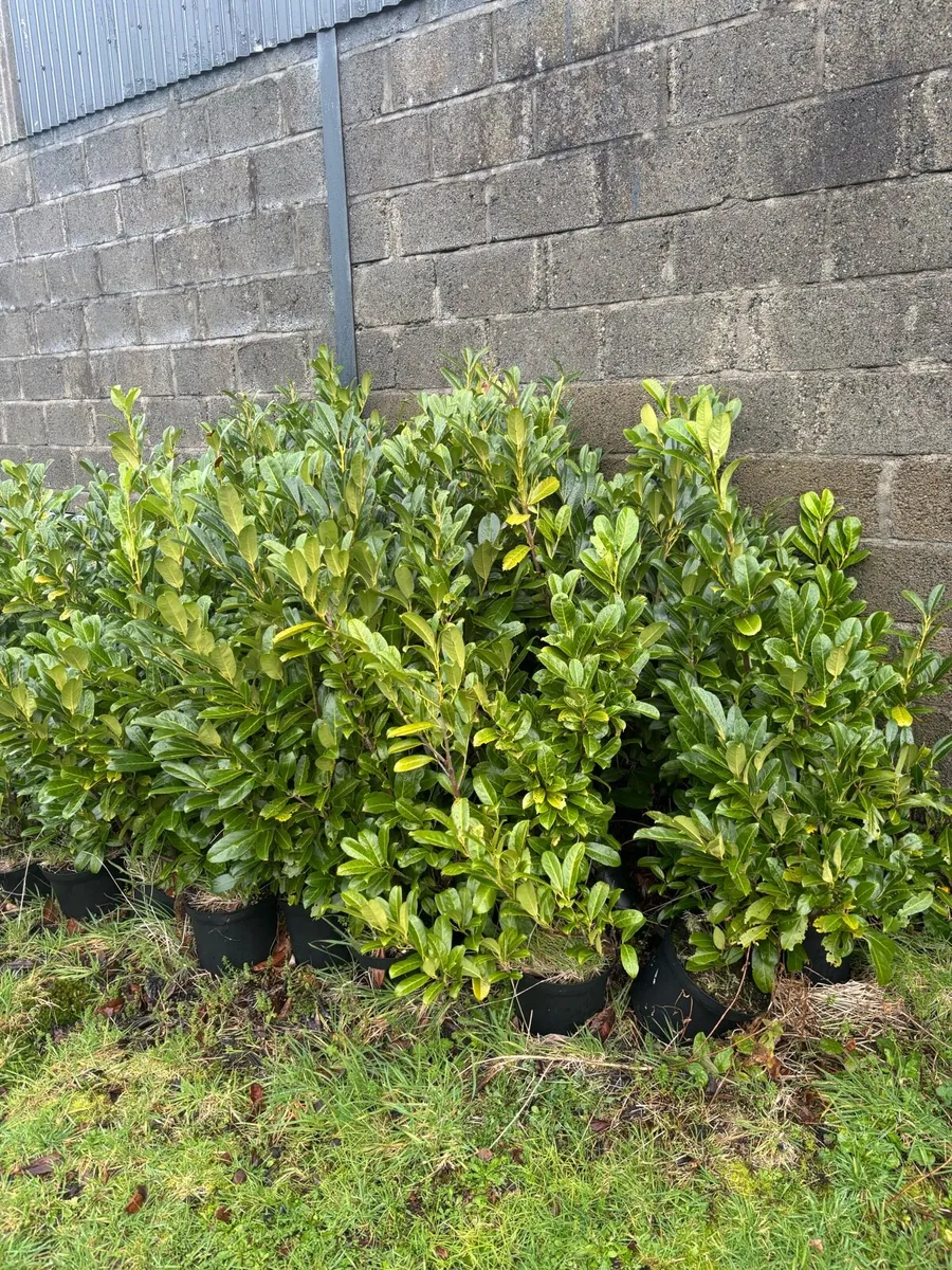 Potted Laurel Hedging - Image 2