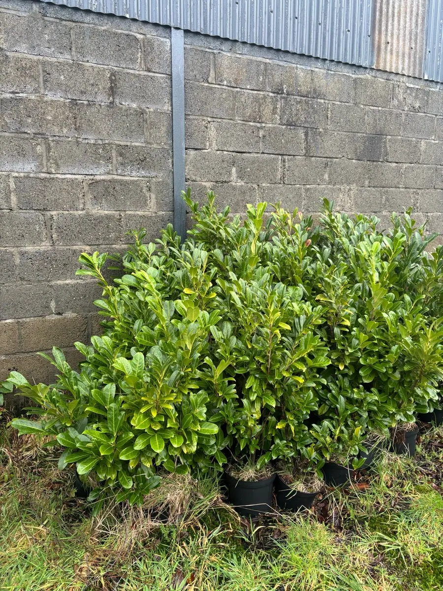 Potted Laurel Hedging - Image 3