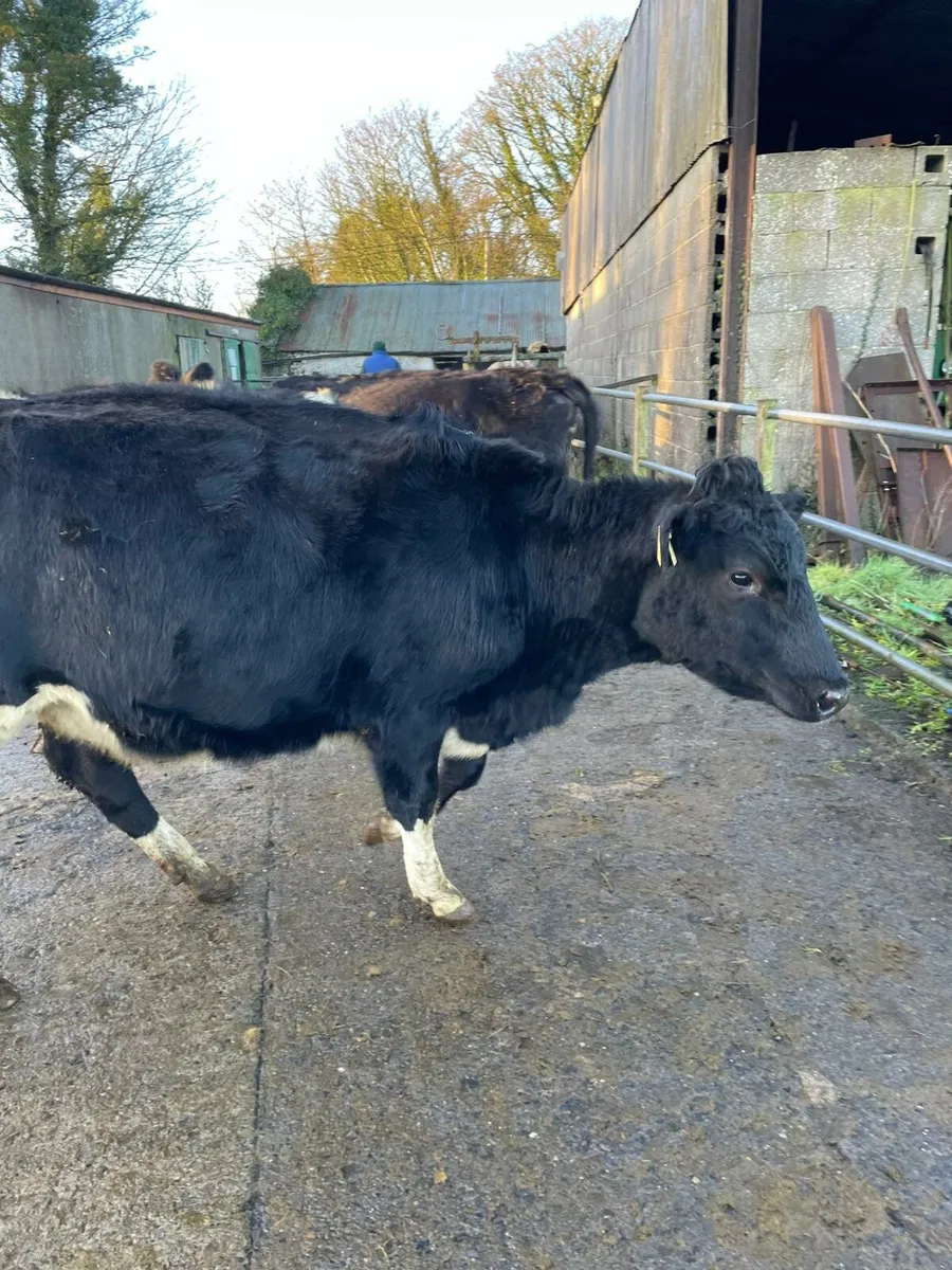 freisan heifers - Image 1