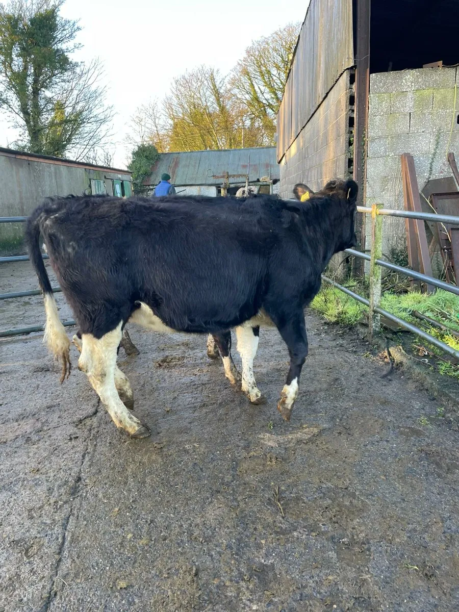 freisan heifers - Image 2