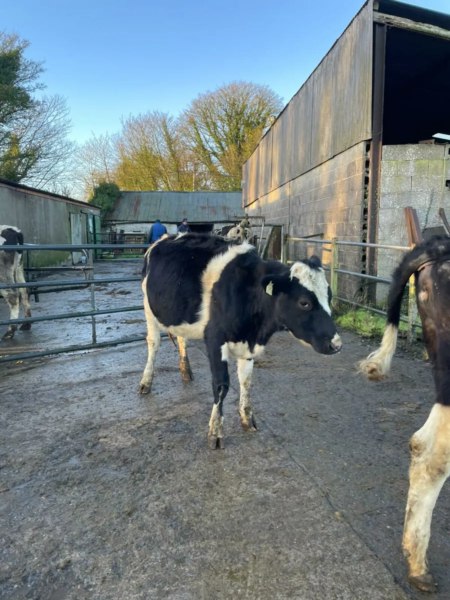 freisan heifers - Image 3