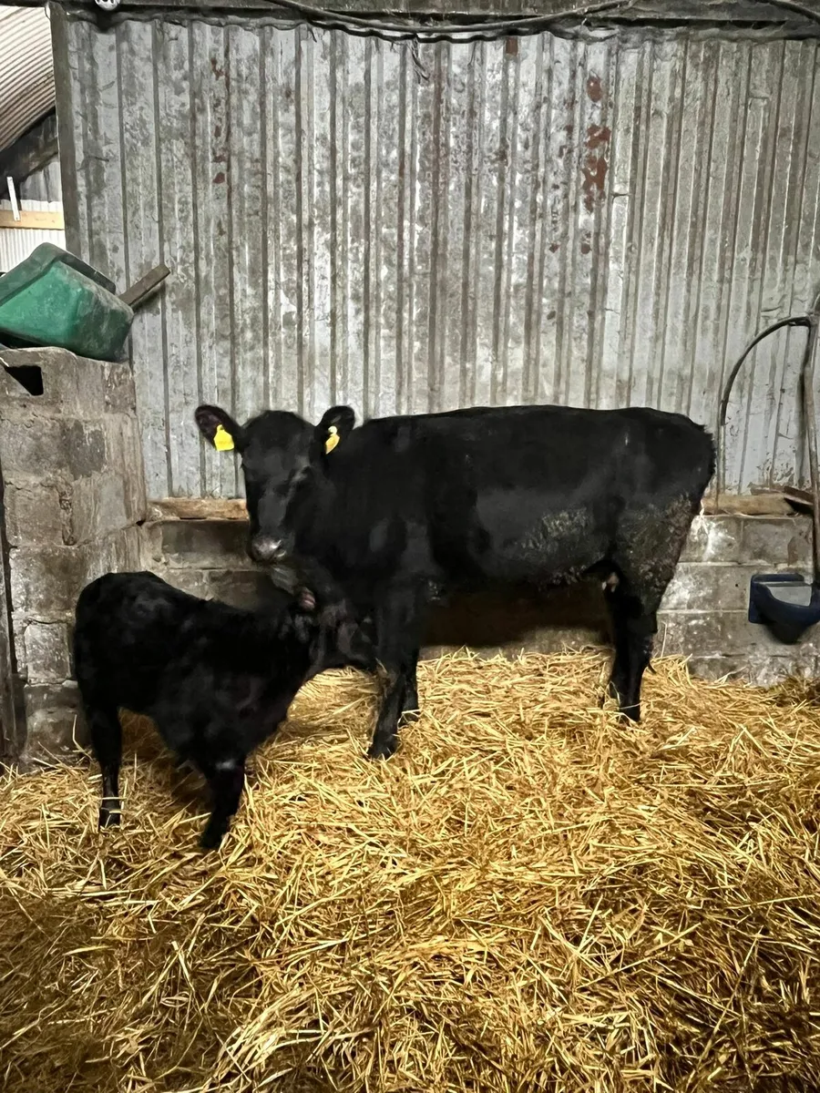 Angus cow and calf - Image 1