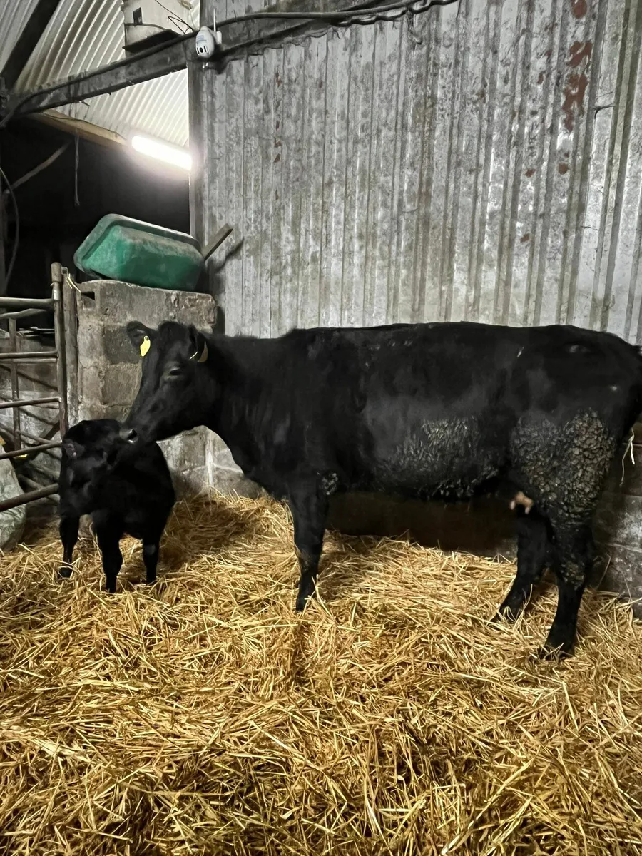 Angus cow and calf - Image 2
