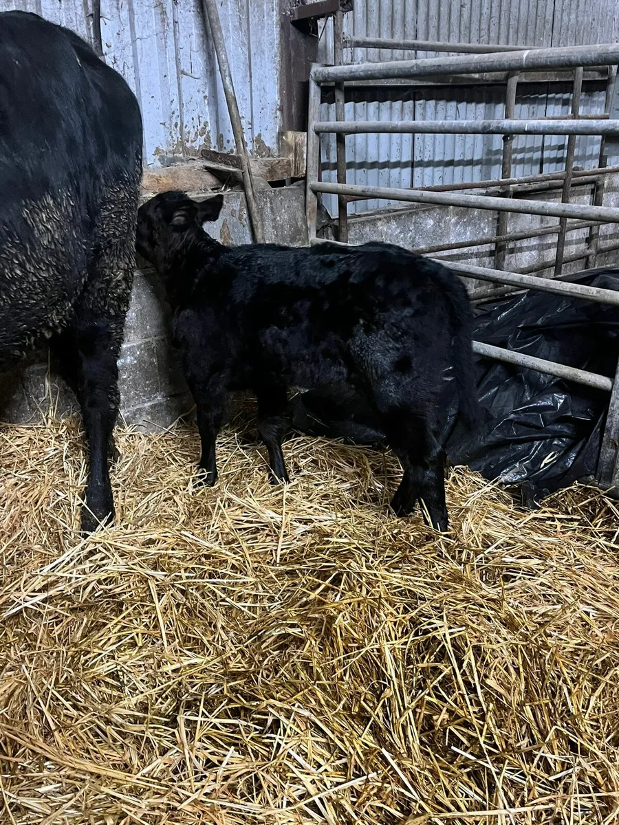 Angus cow and calf - Image 3