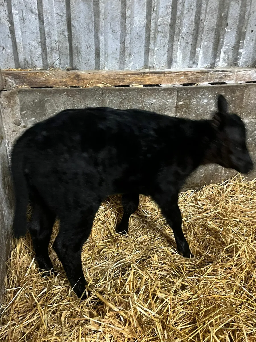 Angus cow and calf - Image 4