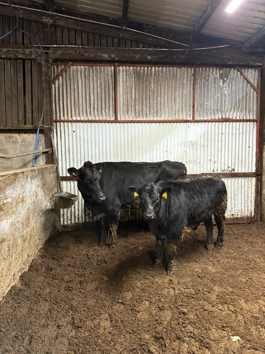 Angus cow with lim bull - Image 4