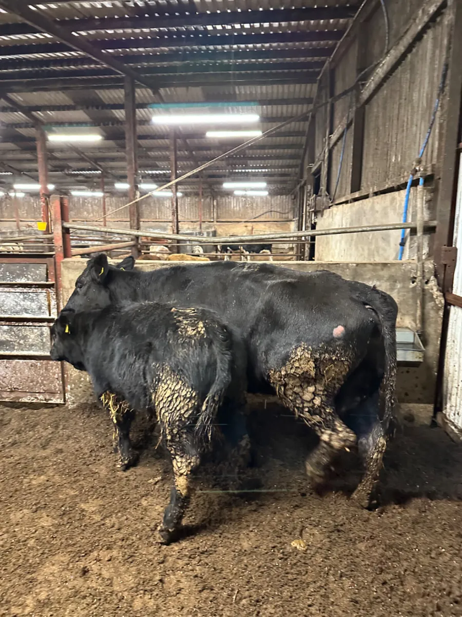 Angus cow with lim bull - Image 3