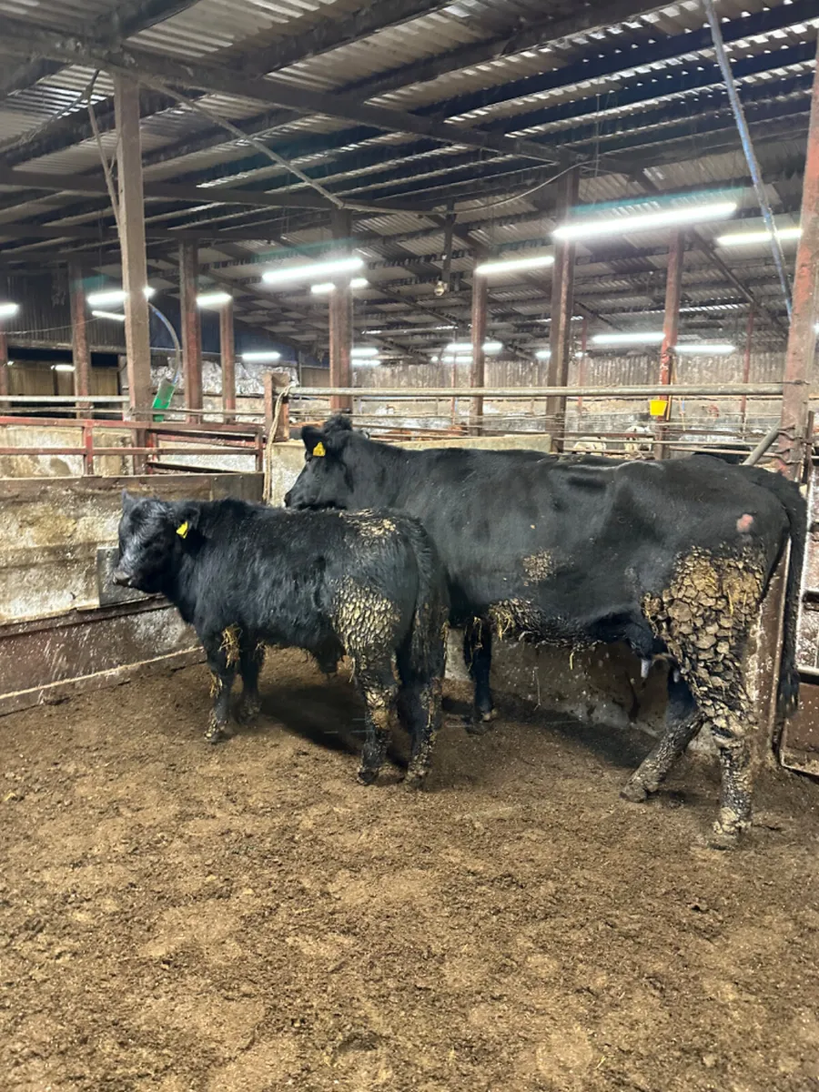 Angus cow with lim bull - Image 1