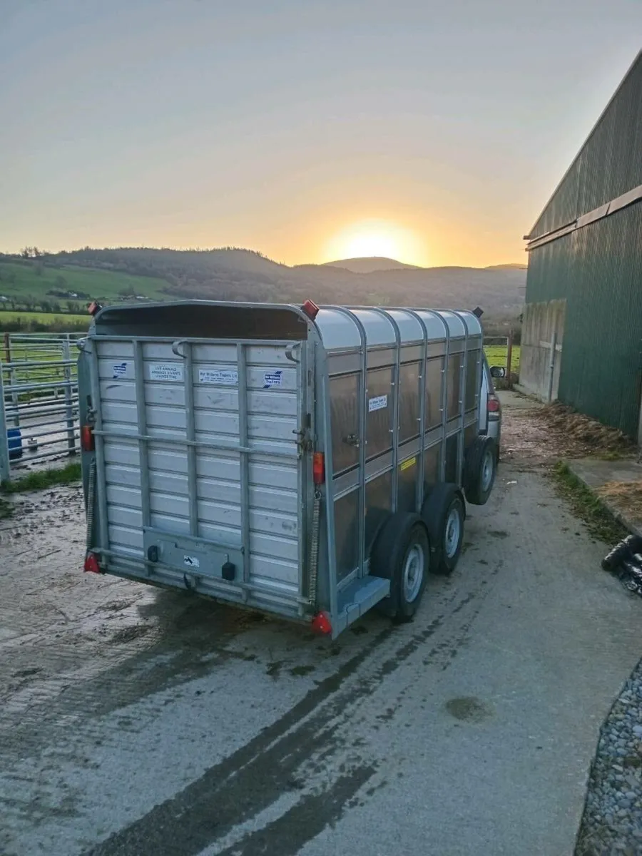 Ifor williams livestock Trailer. Immaculate - Image 2
