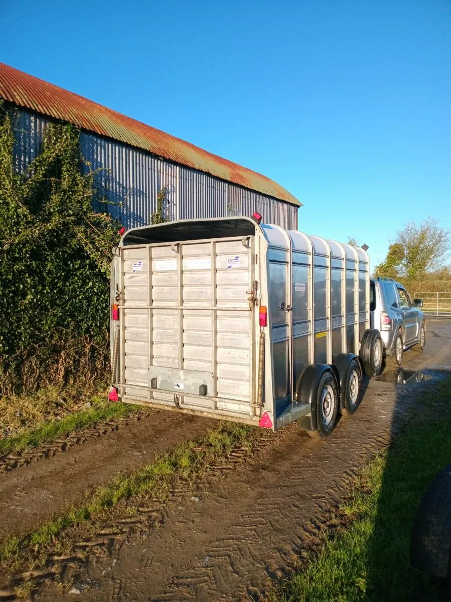 Ifor williams livestock Trailer. Immaculate - Image 4
