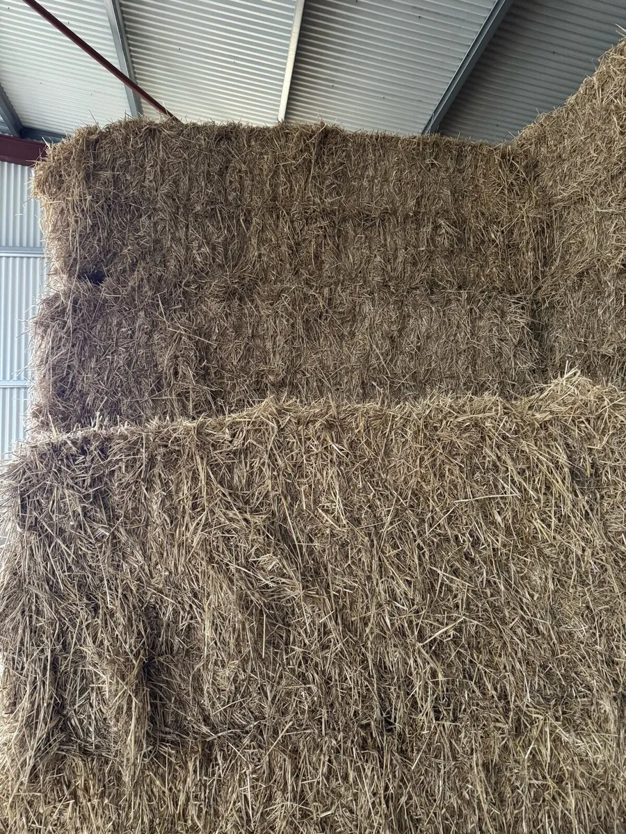 8x4 Chopped Straw Bales - Image 2