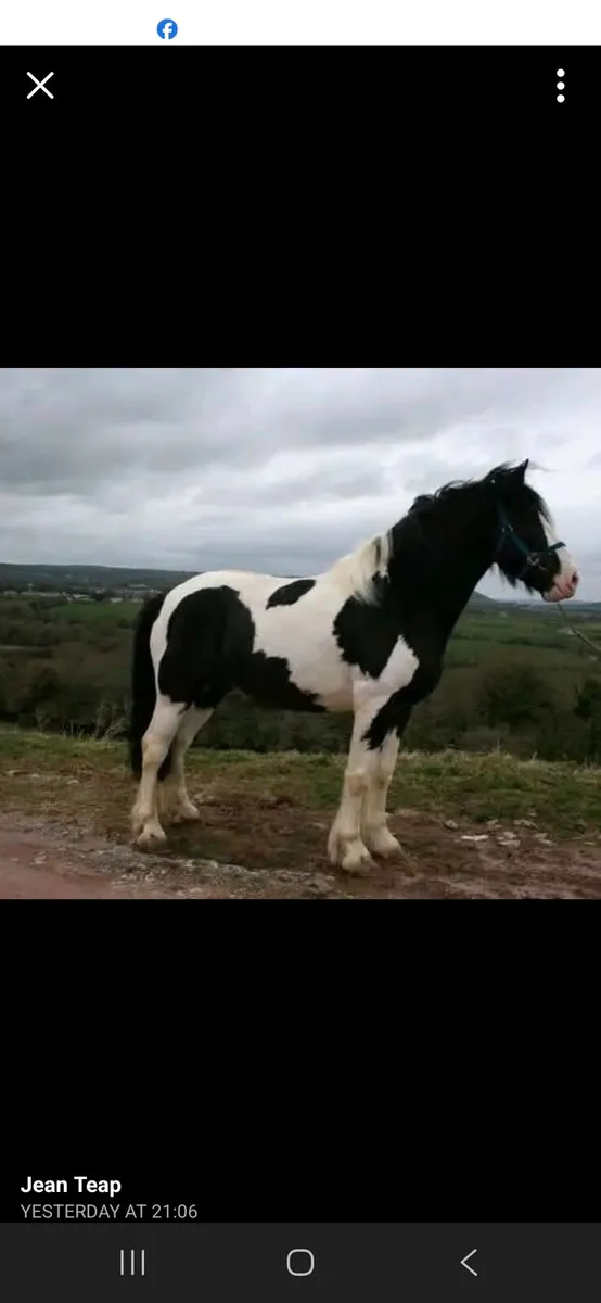 Stallion at stud - Image 1