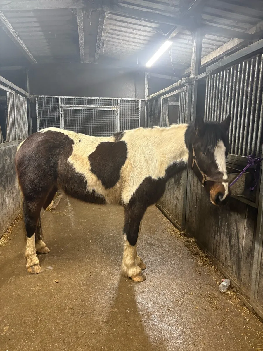 15'2 cob x id mare - Image 4