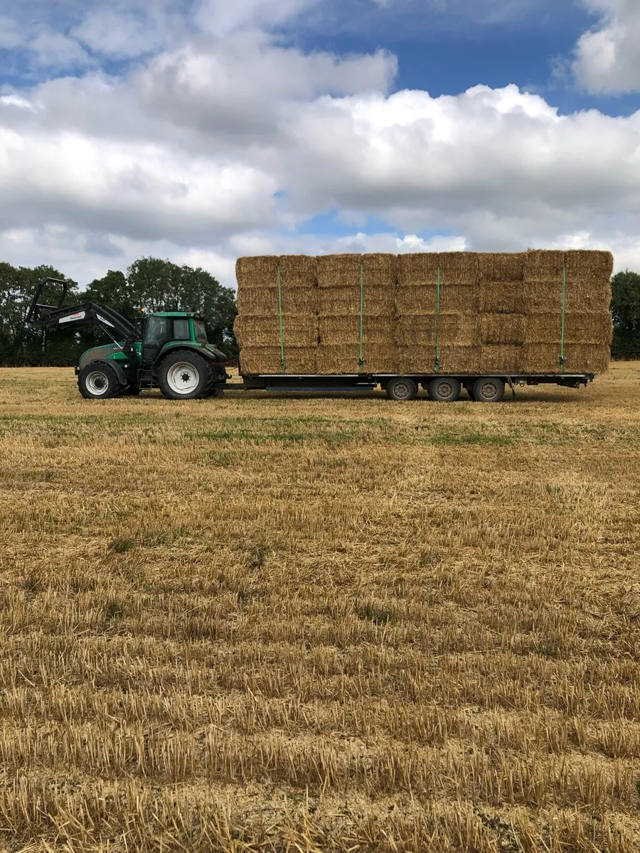 Barley straw - Image 2