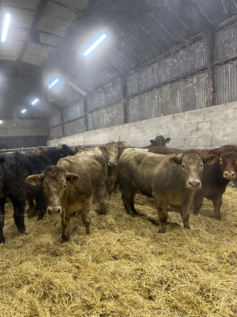 Forward bullocks - Image 1