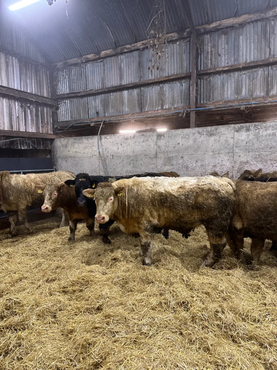 Forward bullocks - Image 3