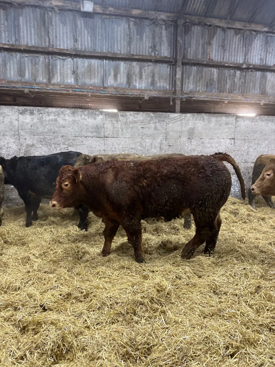 Forward bullocks - Image 4