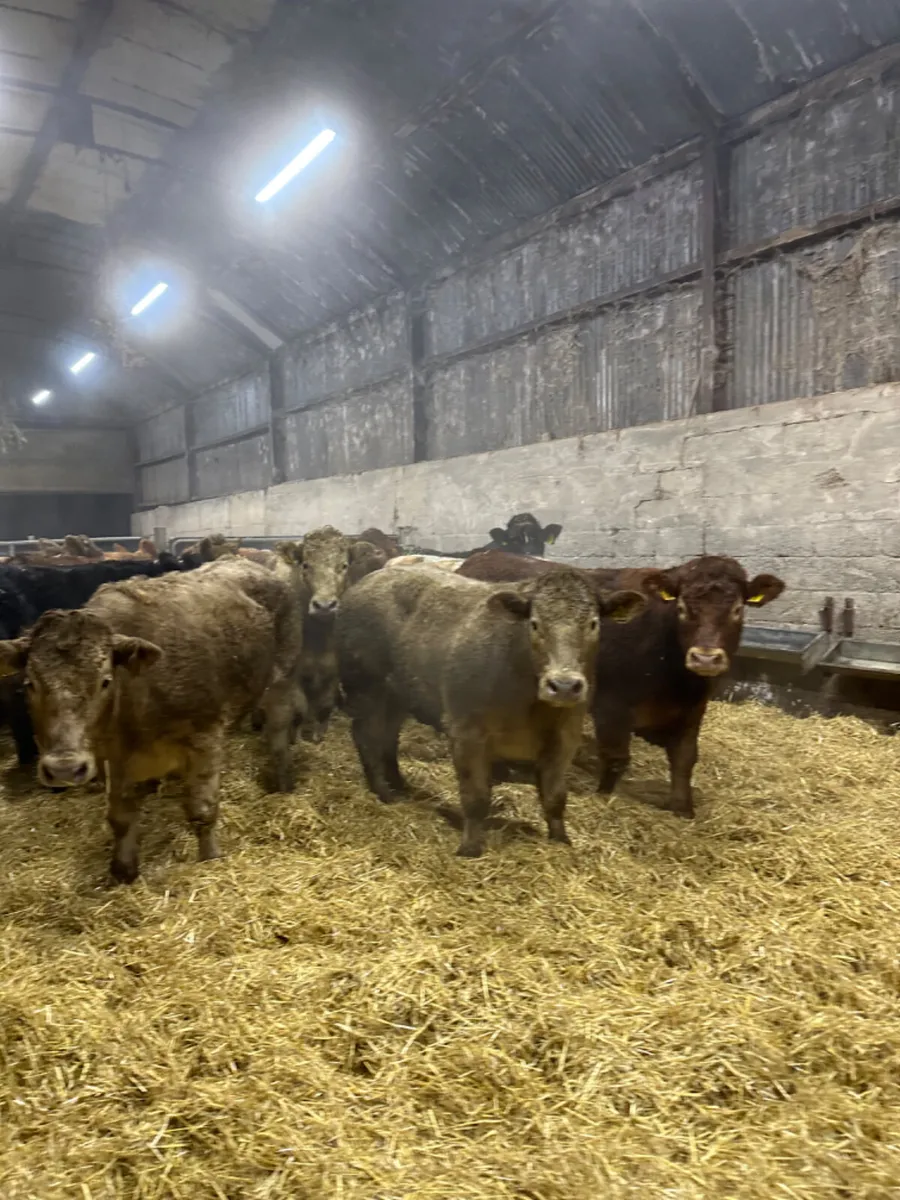 Forward bullocks - Image 2