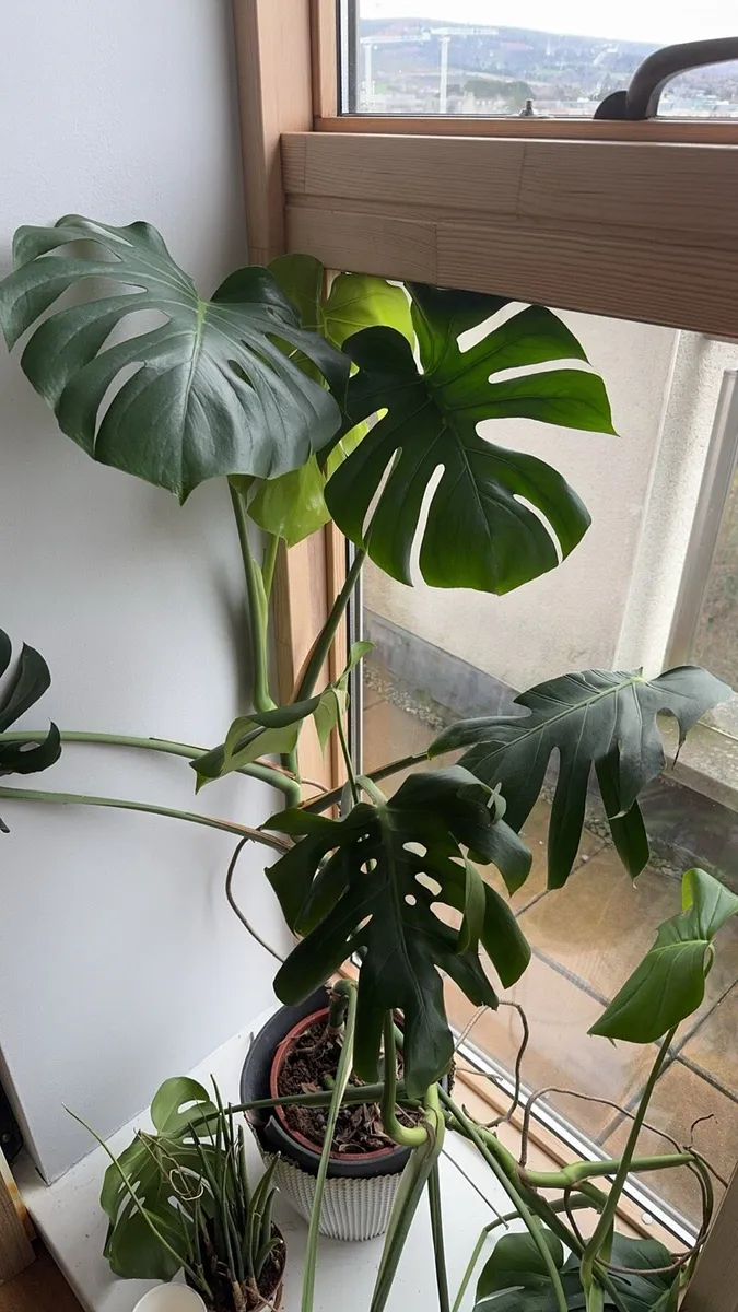 Monstera deliciosa