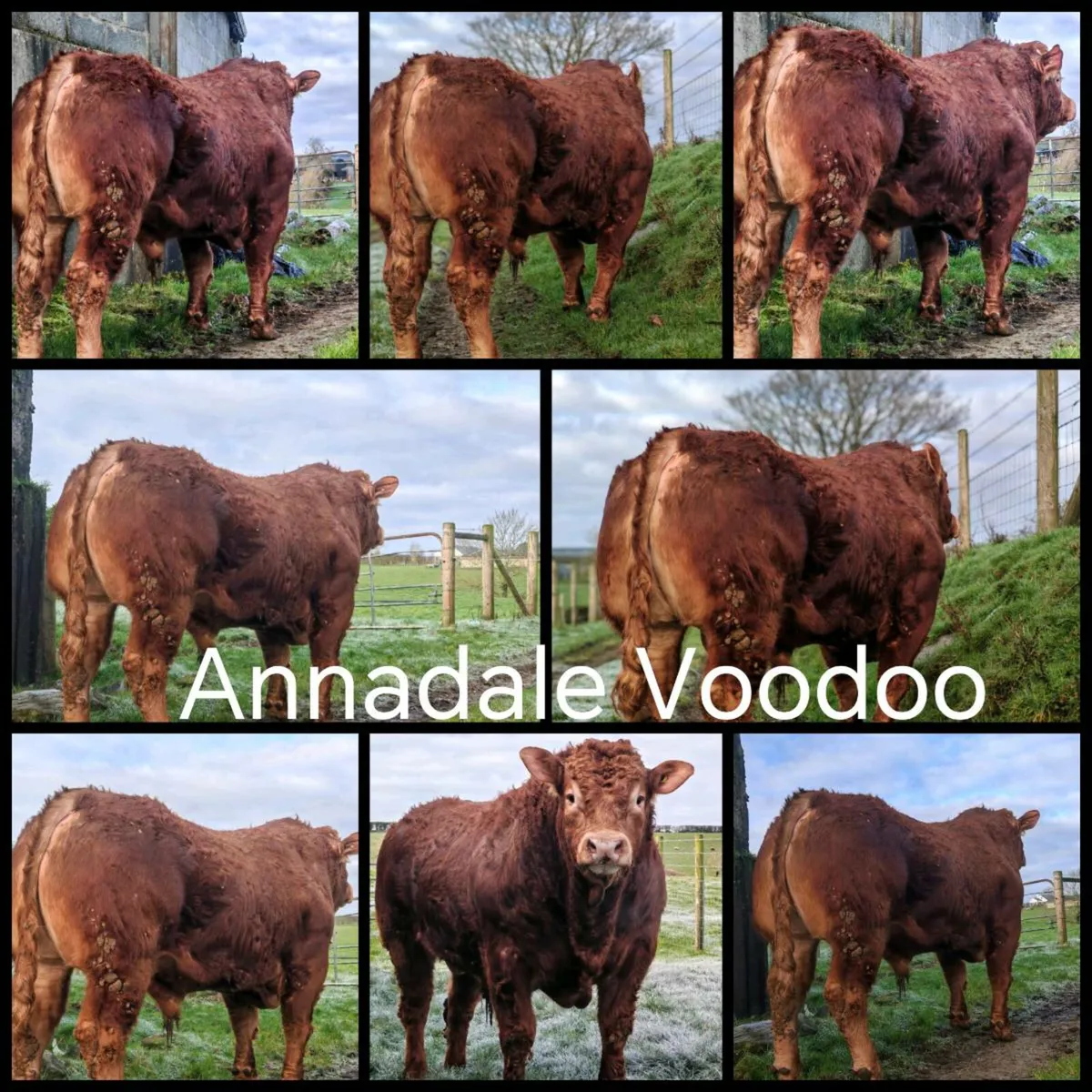 Quality Limousin Bull - Image 1